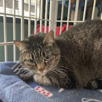 Thumbnail photo of Abby #4