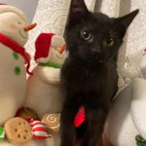 Thumbnail photo of Nefertiti #1