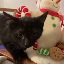 Thumbnail photo of Nefertiti #2