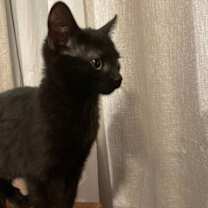 Thumbnail photo of Nefertiti #3