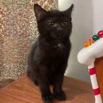 Thumbnail photo of Wanda #1