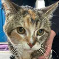 Thumbnail photo of Osaka #1