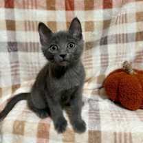 Thumbnail photo of Merlot #1