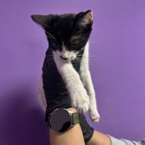 Thumbnail photo of 59985541 #1