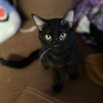 Thumbnail photo of Queso AKA Colt #1