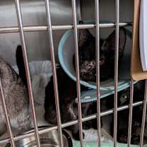 Thumbnail photo of Queso AKA Colt #2