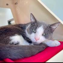 Thumbnail photo of Bud #1