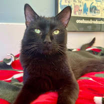 Thumbnail photo of Jamanji #4