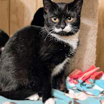 Thumbnail photo of Chanterelle: Adorable Girl! #2