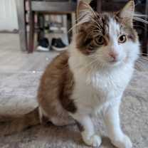 Thumbnail photo of Ari #3