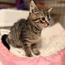 Thumbnail photo of Cornbread #3