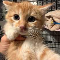 Thumbnail photo of Cobbler #1