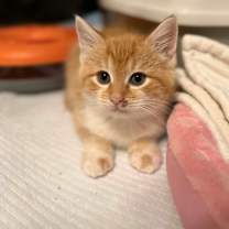 Thumbnail photo of Cobbler #2