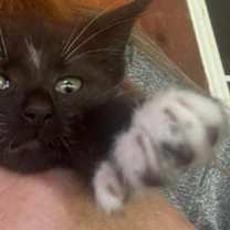 Thumbnail photo of Petals #3