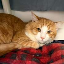 Thumbnail photo of Nemo #1