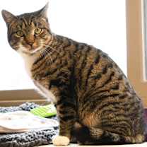 Thumbnail photo of Jingles #2