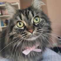 Thumbnail photo of Stephanie #1