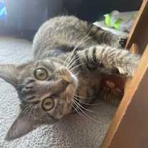 Thumbnail photo of Khajitt #2