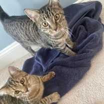 Thumbnail photo of Khajitt #3