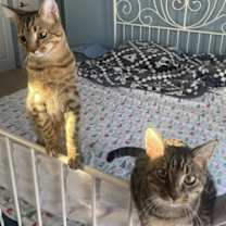 Thumbnail photo of Pochocco #3