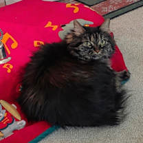 Thumbnail photo of Stephanie #3