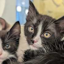 Thumbnail photo of Garland #1