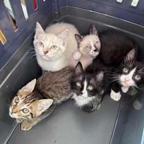 Thumbnail photo of Fairy Lights #3