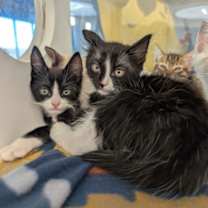 Thumbnail photo of Garland #3