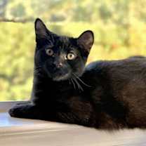 Thumbnail photo of Chip - Bonded with Cocoa #1