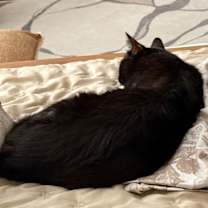 Thumbnail photo of Chip - Bonded with Cocoa #3