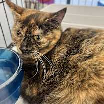 Thumbnail photo of Millie #3