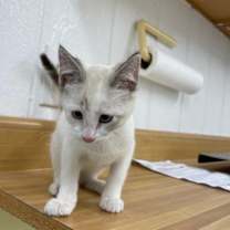 Thumbnail photo of Seraphina #2