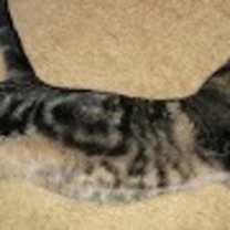 Thumbnail photo of Not Sure #2