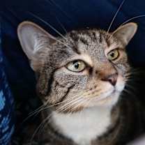 Thumbnail photo of Scarlett #2