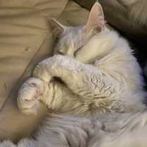 Thumbnail photo of Littles #4