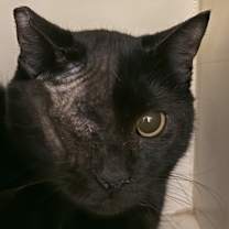 Thumbnail photo of Krissy - Bonded W/ Katrina #2