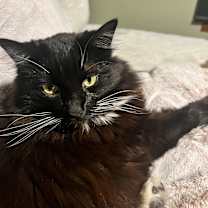 Thumbnail photo of Brutus #1