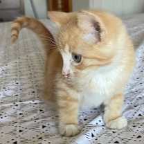 Thumbnail photo of Salsa #2