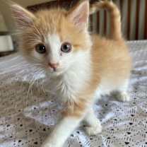 Thumbnail photo of Tango #1