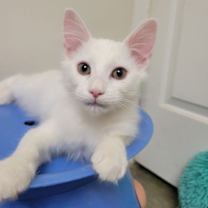 Thumbnail photo of Sneezy #1