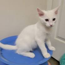 Thumbnail photo of Sneezy #2