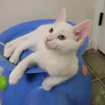 Thumbnail photo of Dopey #1