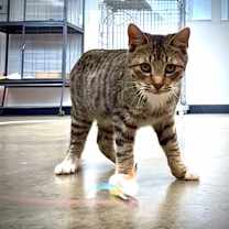 Thumbnail photo of Walnut #3