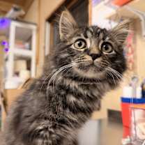 Thumbnail photo of Bruno #1