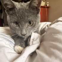 Thumbnail photo of Cherry #1