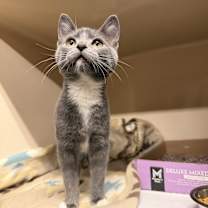 Thumbnail photo of Cherry #2