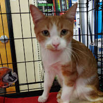 Thumbnail photo of Baxter #2