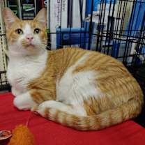 Thumbnail photo of Baxter #3