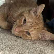 Thumbnail photo of Homer #2