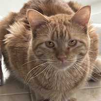 Thumbnail photo of Marge #1